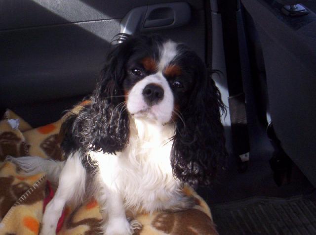 Fotky: Kaval�r King Charles �pan�l (foto, obrazky)