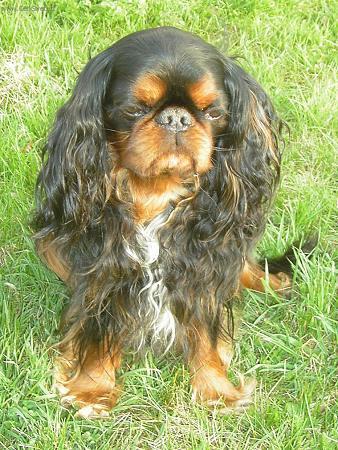 Fotky: Kaval�r King Charles �pan�l (foto, obrazky)
