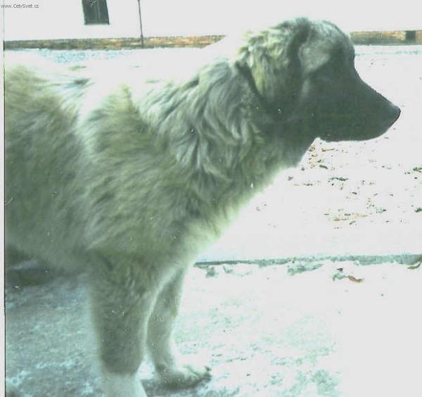 Foto: Kavkazsk� pasteveck� pes-Arlet von Ema Destin (Bohu�el u� nen� mezi n�mi). Majitel: Du�an Na�