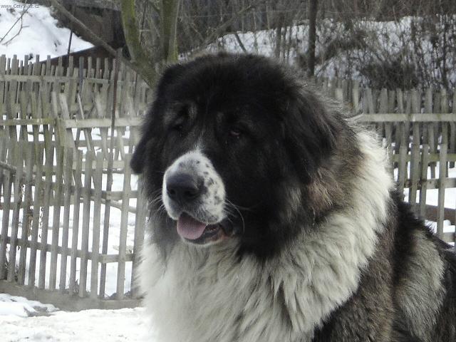 Foto: Kavkazsk� pasteveck� pes-Pes-BRED Zlat� stud�nka narozen 16.10.2003-vlkol�ed�-tmav� maska, fenka : CINDY Pet.mir-narozena 23.9.2004 vlko�ed�