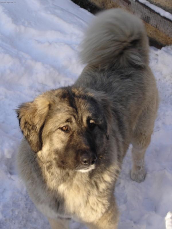 Foto: Kavkazsk� pasteveck� pes-Pes-BRED Zlat� stud�nka narozen 16.10.2003-vlkol�ed�-tmav� maska, fenka : CINDY Pet.mir-narozena 23.9.2004 vlko�ed�