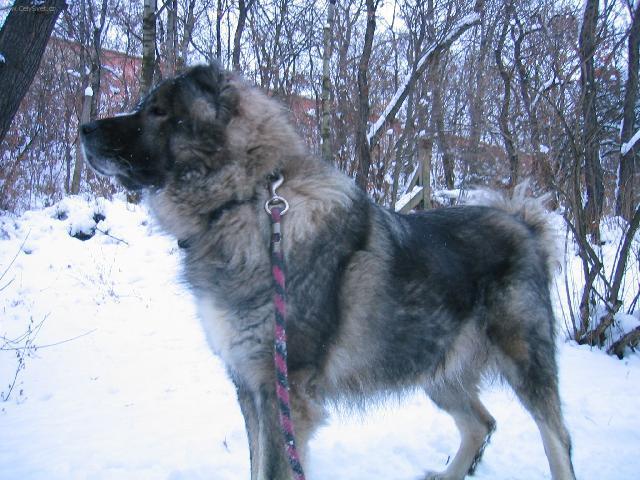 Fotky: Kavkazsk� pasteveck� pes (foto, obrazky)