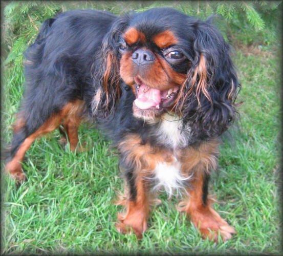 Fotky: King Charles �pan�l (foto, obrazky)