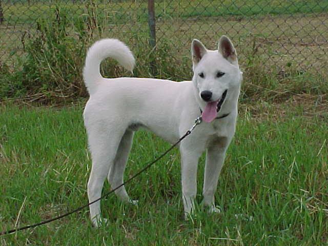 Foto: Kishu-Inu