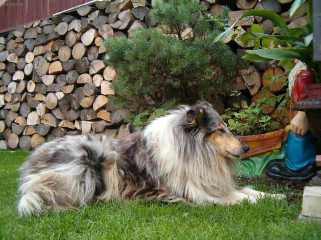 Foto: Kolie dlouhosrst�-Majitelka: BENEDIKTOV� JANA