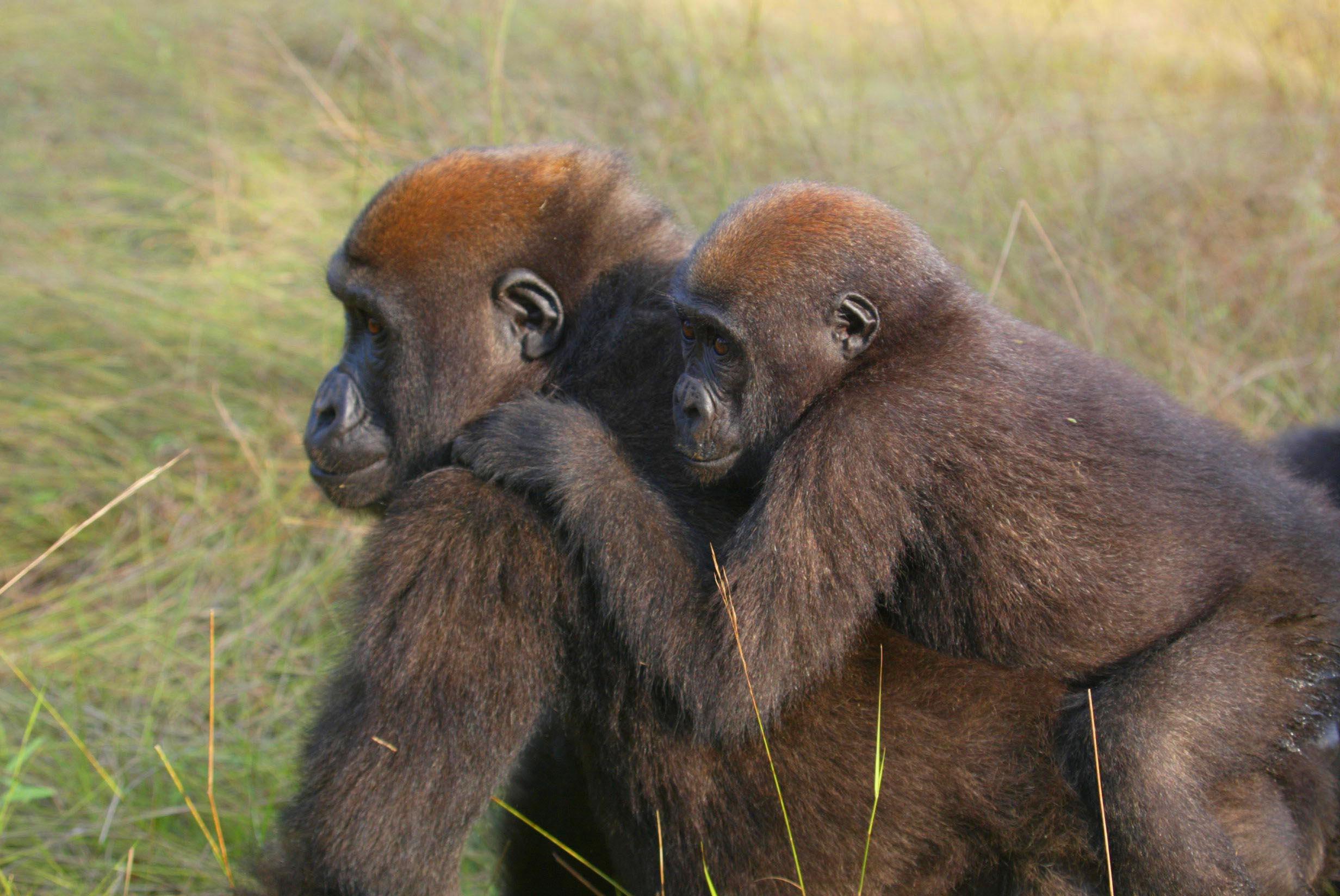 Foto: Kongo