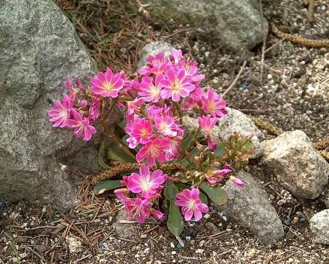 Foto: Kotyledon