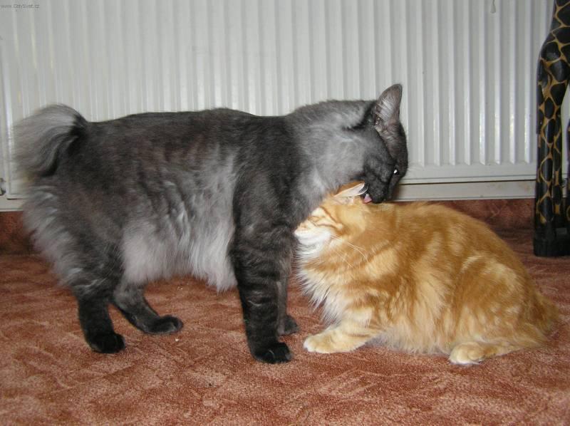 Fotky: Kurilsk� bobtail dlouhosrst� (foto, obrazky)