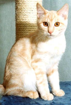 Foto: Kurilsk� bobtail kratkosrts�