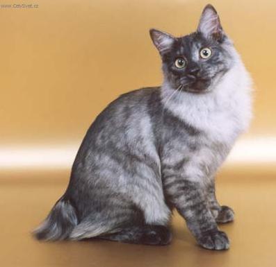Foto: Kurilsk� bobtail kratkosrts�