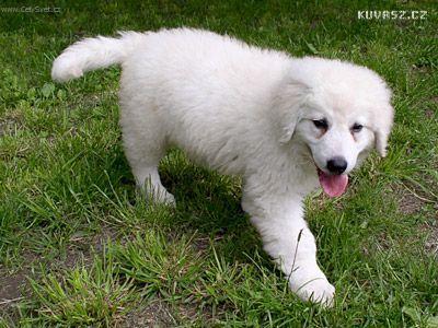Foto: Kuvasz-Gacsaj-Pesta Luca, velmi slibn� mlad� fena, �esk� Junior Champion, mnohokr�t BOB, CACIB, Klubov� v�t�z. Majitel David Star� a Michel Foster