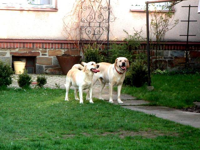 Fotky: Labradorsk� retr�vr (foto, obrazky)