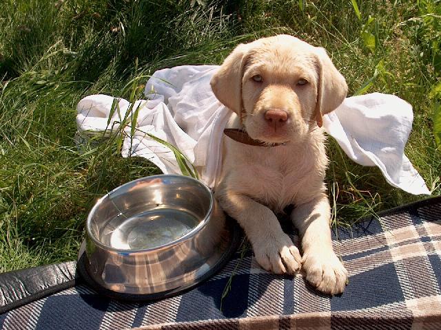 Fotky: Labradorsk� retr�vr (foto, obrazky)
