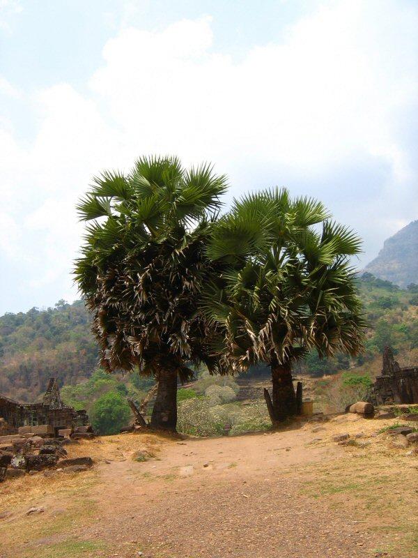 Foto: Laos-Wat Phou