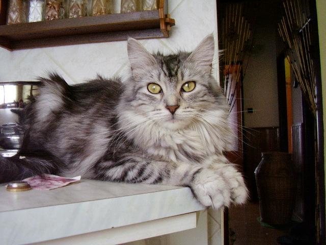 Foto: Mainsk� m�val� ko�ka-R�chel. Majitelka: Leypoldov� Jana (janaleypoldova@seznam.cz)