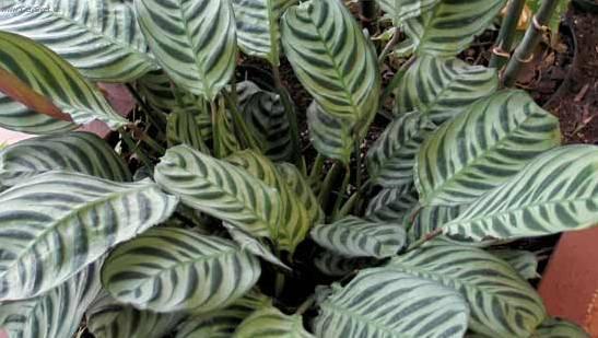 Foto: Maranta