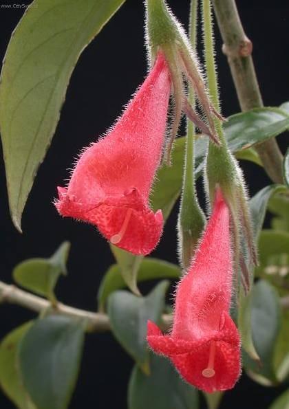 Foto: Nematanthus
