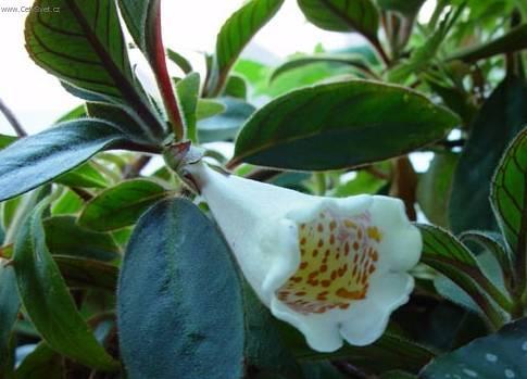 Foto: Nematanthus