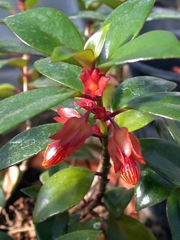 Foto: Nematanthus