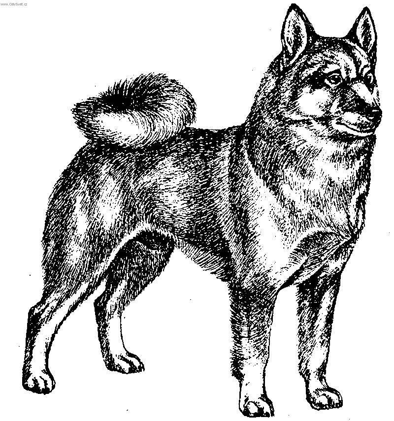 Fotky: Norsk� buhund (foto, obrazky)