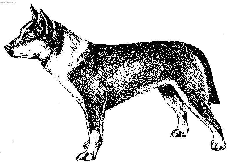 Fotky: Norsk� lundehund (foto, obrazky)