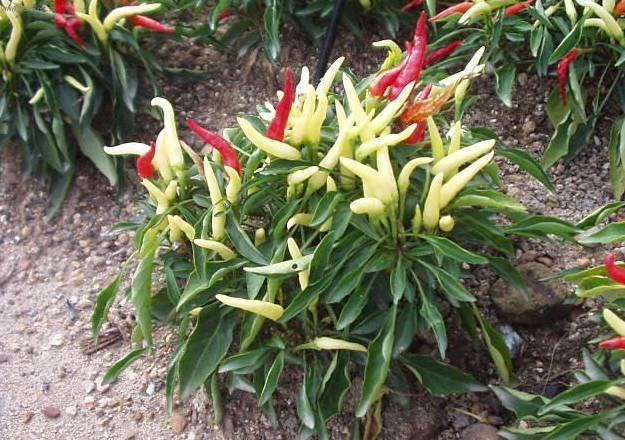 Foto: Paprika ro�n�