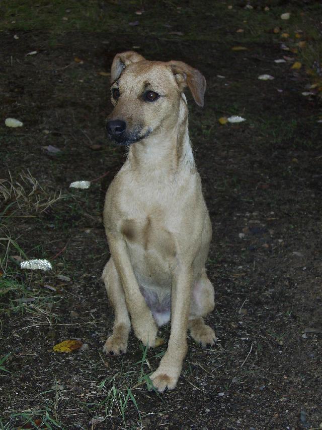 Fotky: Patterdale teri�r (foto, obrazky)