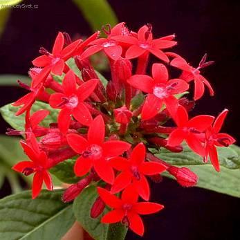 Fotky: Pentas, p�tkovec (foto, obrazky)