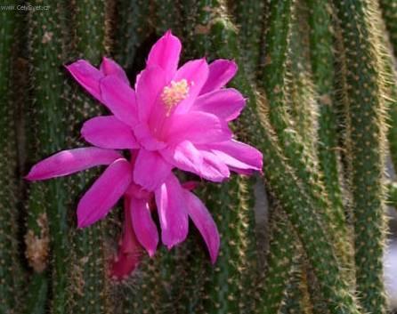 Foto: Aporocactus