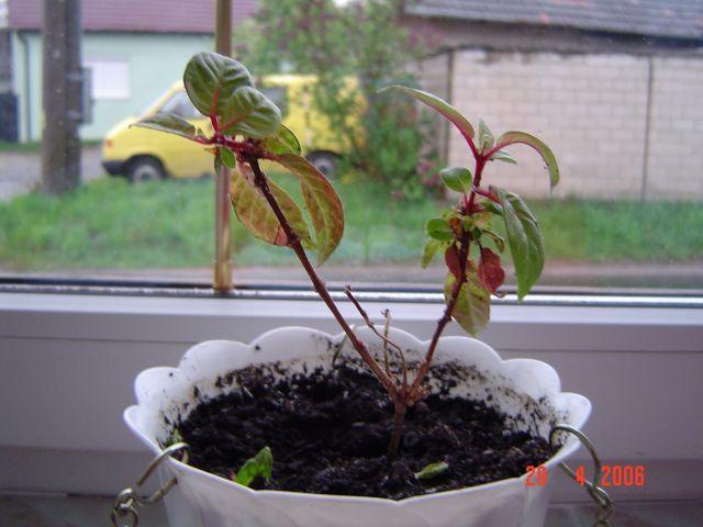 Foto: Probl�my p�i p�stov�n� pokojov�ch rostlin-Lucia Bolfov�