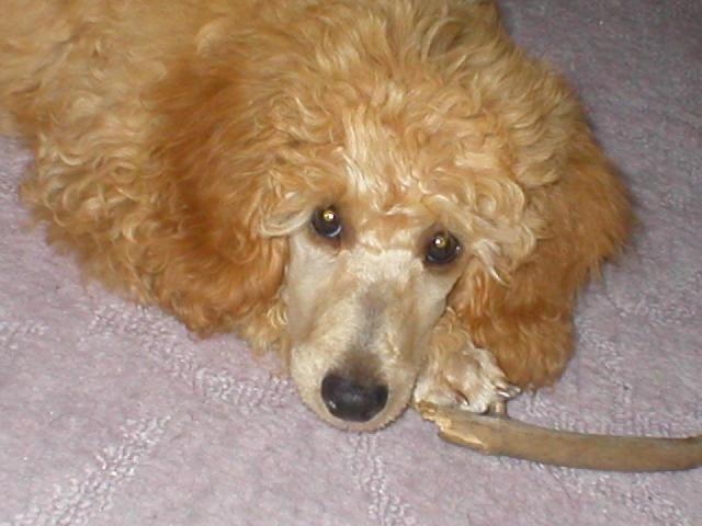 Foto: Pudl-Ophelie Aurea Ytaner. Elou�ek. Majitelka: Jana Nov�kov�