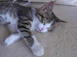 Foto: Puzzle online: Ko�ky 5
