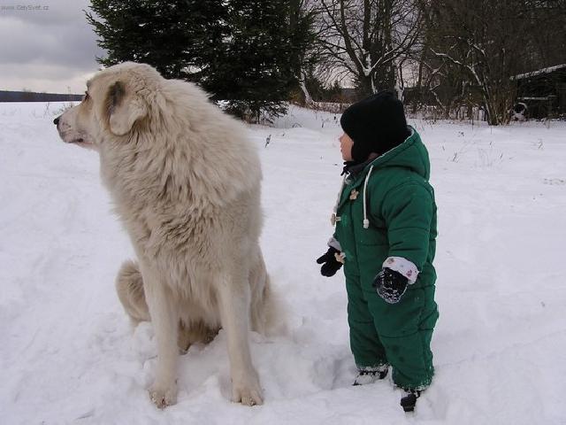 Foto: Pyrenejsk� horsk� pes-Majitelka: Gregorov� (http://sweb.cz/baldouf)
