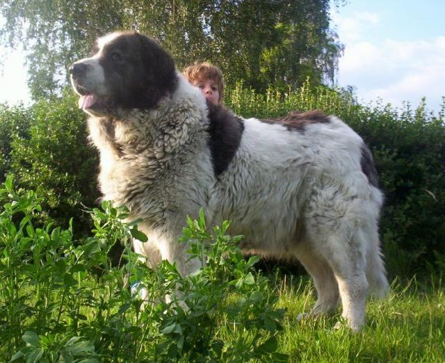 Fotky: Pyrenejsk� mastin (foto, obrazky)