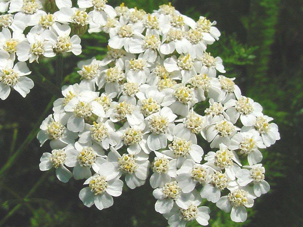 Foto: �eb���ek obecn�