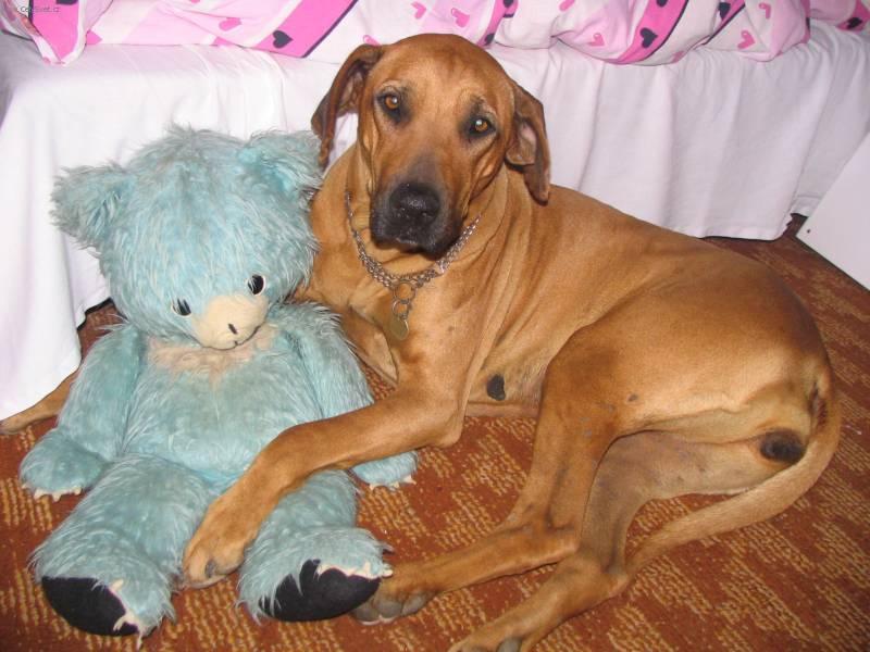 Fotky: Rhod�sk� ridgeback, Rhod�zsk� ridgeback (foto, obrazky)