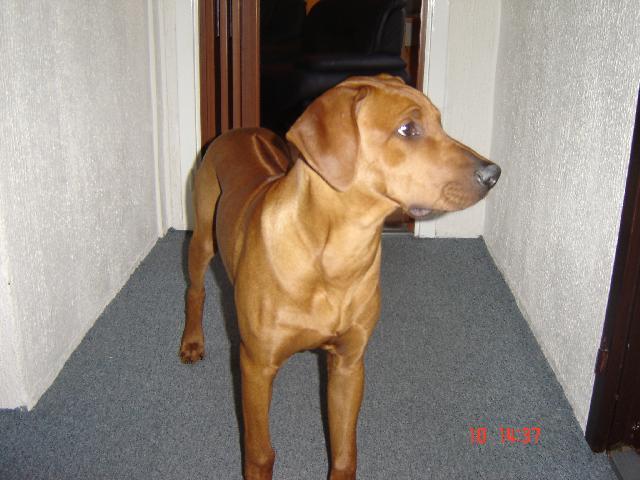 Fotky: Rhod�sk� ridgeback, Rhod�zsk� ridgeback (foto, obrazky)