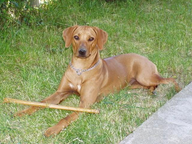 Foto: Rhod�sk� ridgeback, Rhod�zsk� ridgeback-Fenka Bony. Majitel: Ale� Kojetin