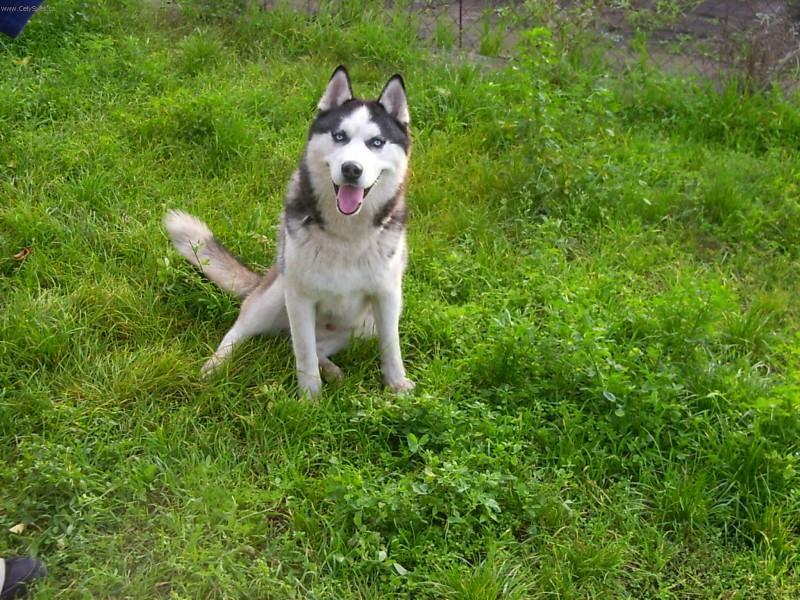 Foto: Sibi�sk� husky-Pet��k. Majitelka: Grdinov�