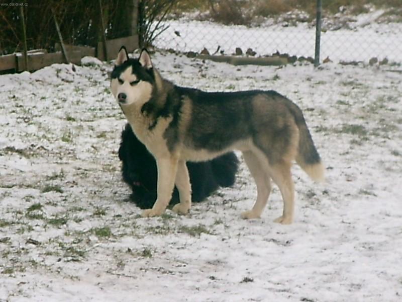 Foto: Sibi�sk� husky-Pet��k. Majitelka: Grdinov�