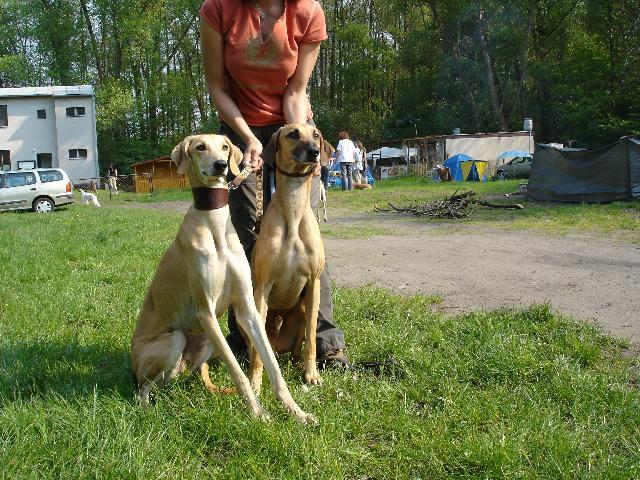 Foto: Sloughi, arabsk� chrt-Sloughi. Majitel: luciellka@centrum.cz
