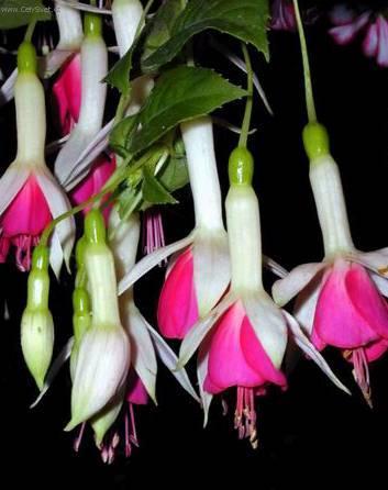 Foto: Sprekelia formosissima