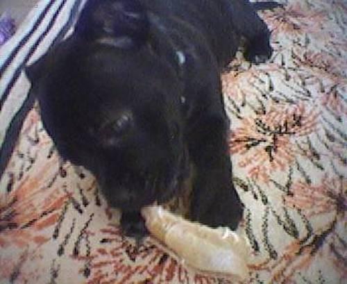 Foto: Staford��rsk� bullterier-Kitty (Toto je foto m� te� ji� p�lro�n� fene�ky, nen� sladk� ????). Majitelka: Marketa
