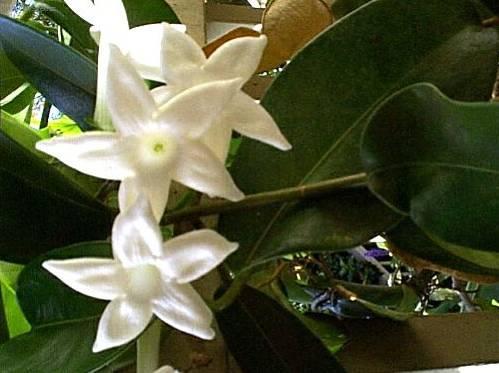 Foto: Stefanotis, v�ncovec kv�tnat�