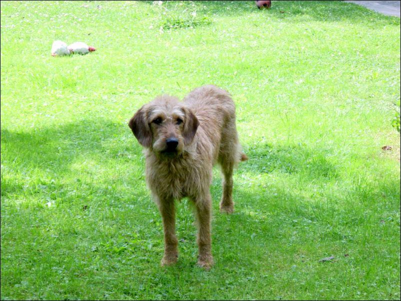 Foto: �t�rsk� brak��-Diverse Bilder. CHS: www.deutscherbrackenverein.de