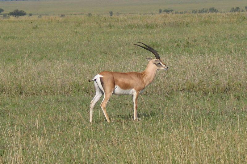 Foto: Tanzanie