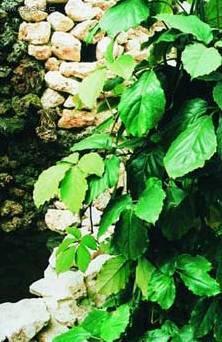 Foto: Tetrastigma