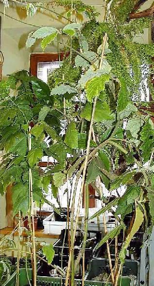 Foto: Tetrastigma
