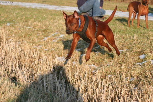 Fotky: Thajsk� ridgeback (foto, obrazky)