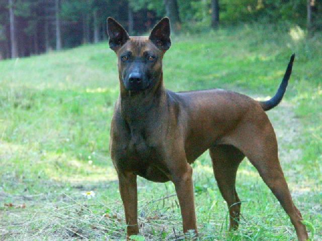 Fotky: Thajsk� ridgeback (foto, obrazky)